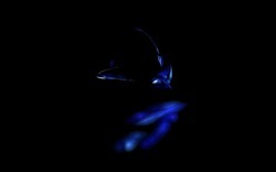 Apo7x-130618-28 (2).jpg